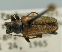 Image of Comacmaeops parva