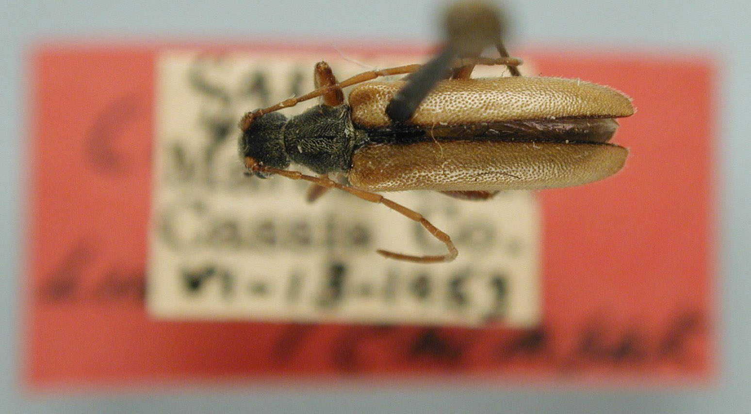 Cortodera barri image