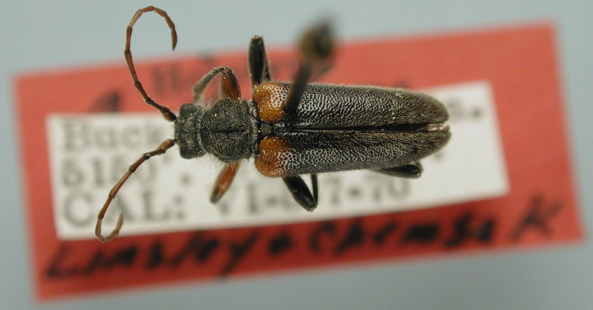 Cortodera militaris image