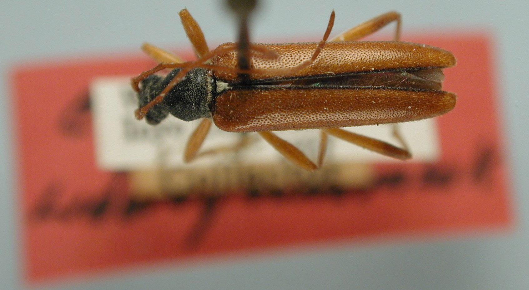 Cortodera ferrea image