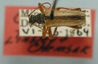 Image of Cortodera fraudis