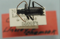 Image of Cortodera funerea