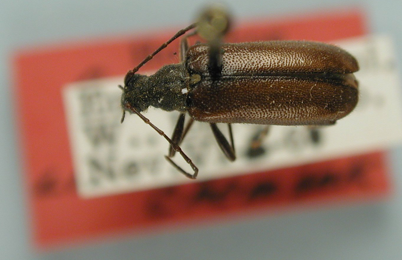 Cortodera thorpi image