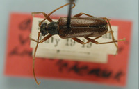 Image of Cortodera vanduzeei