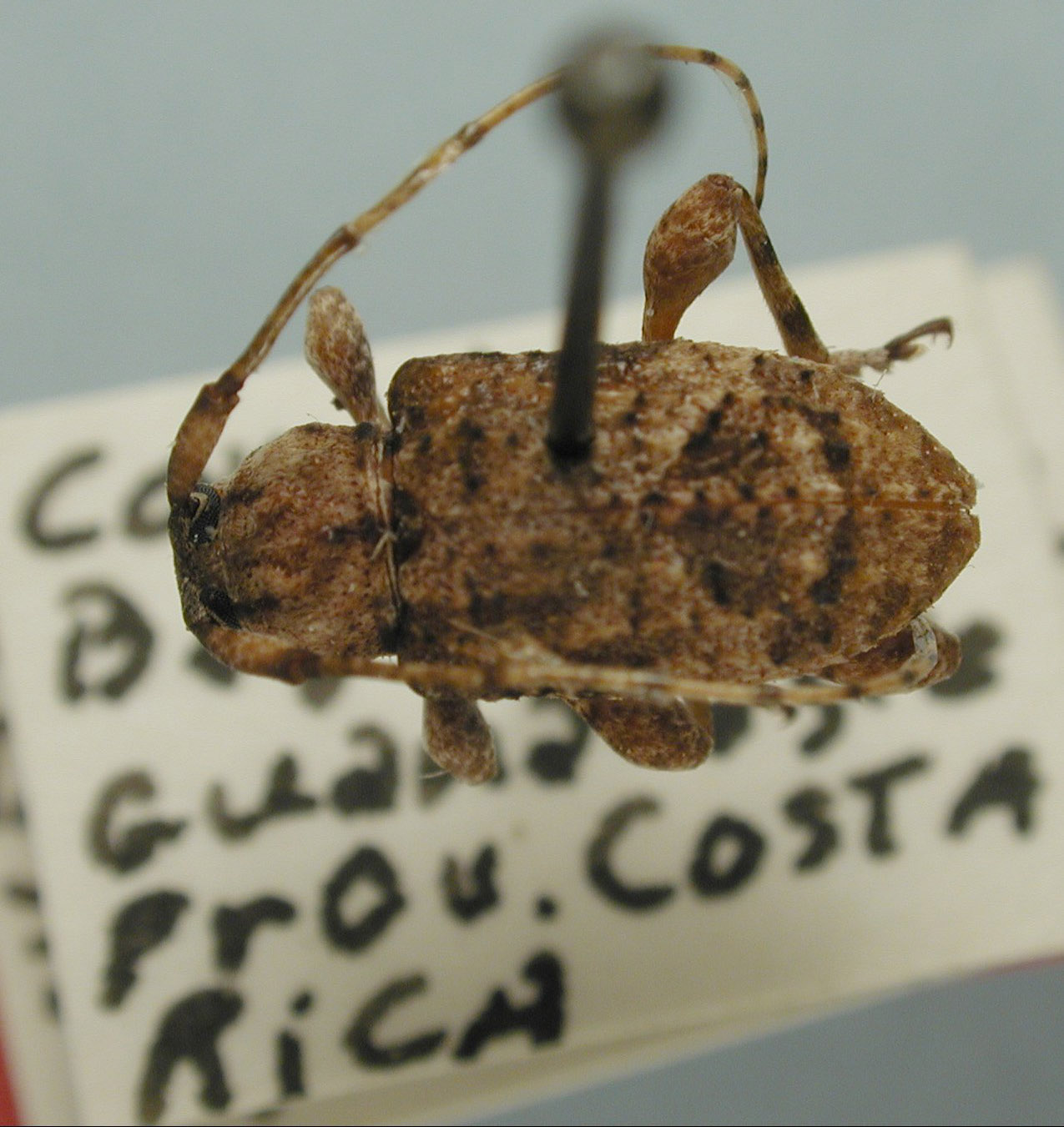 Leptostylus spermovoratis image