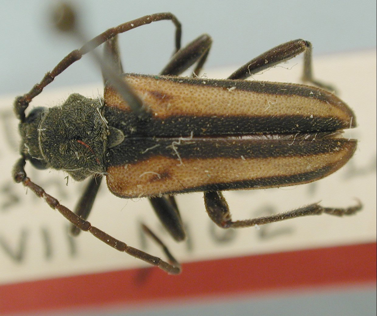 Neanthophylax pubicollis image