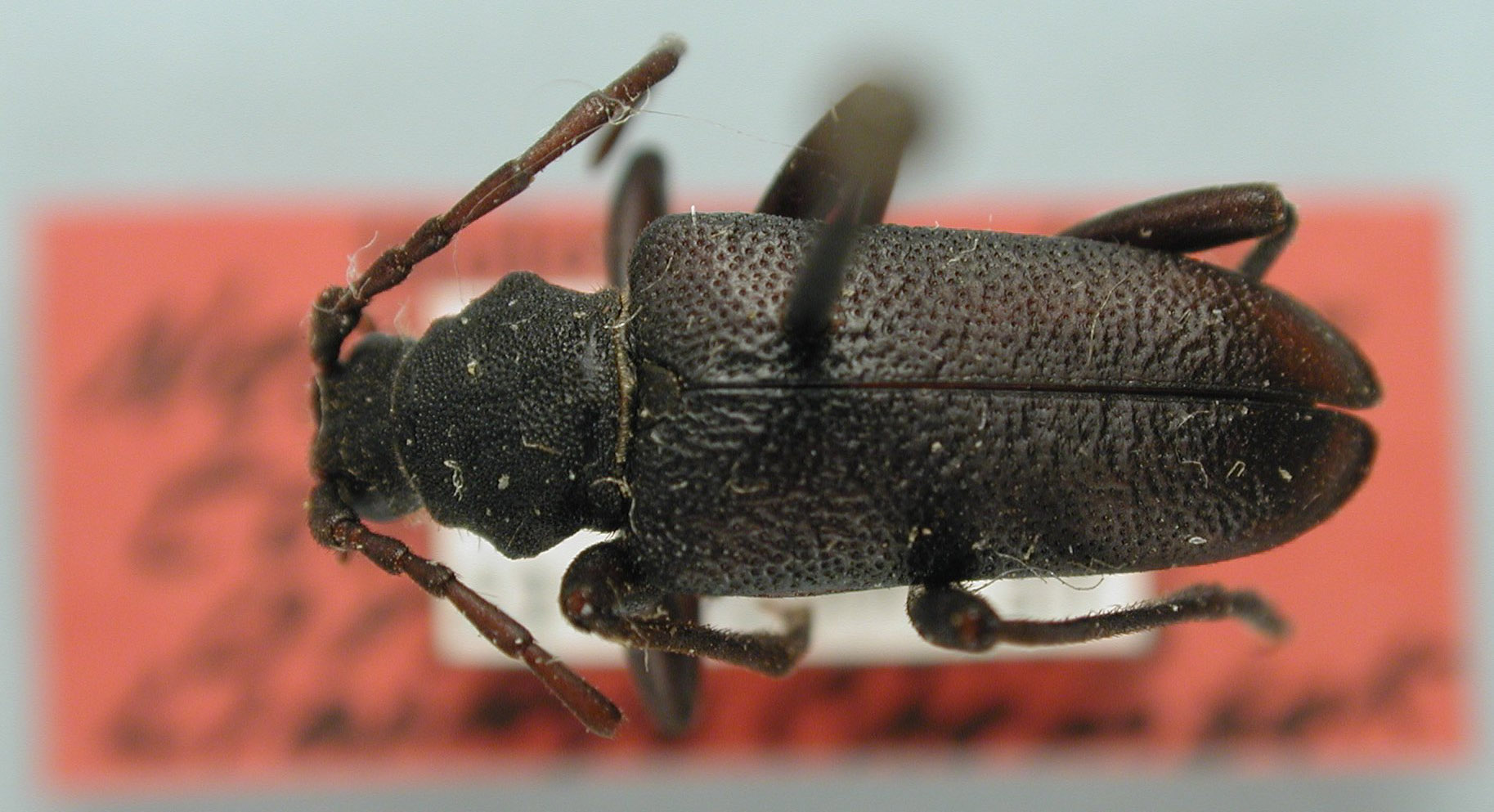 Neanthophylax tenebrosus image