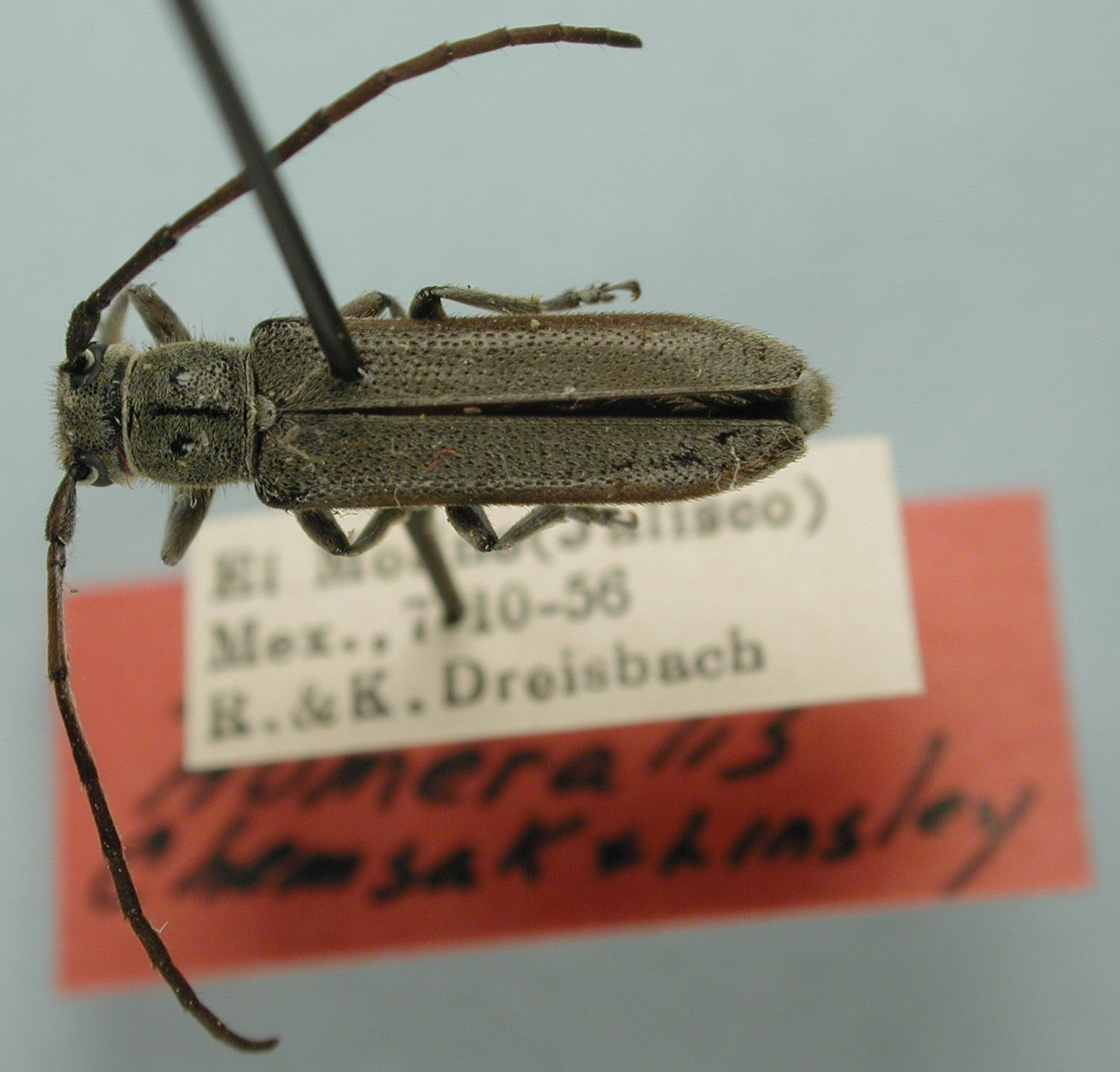 Mecas humeralis image