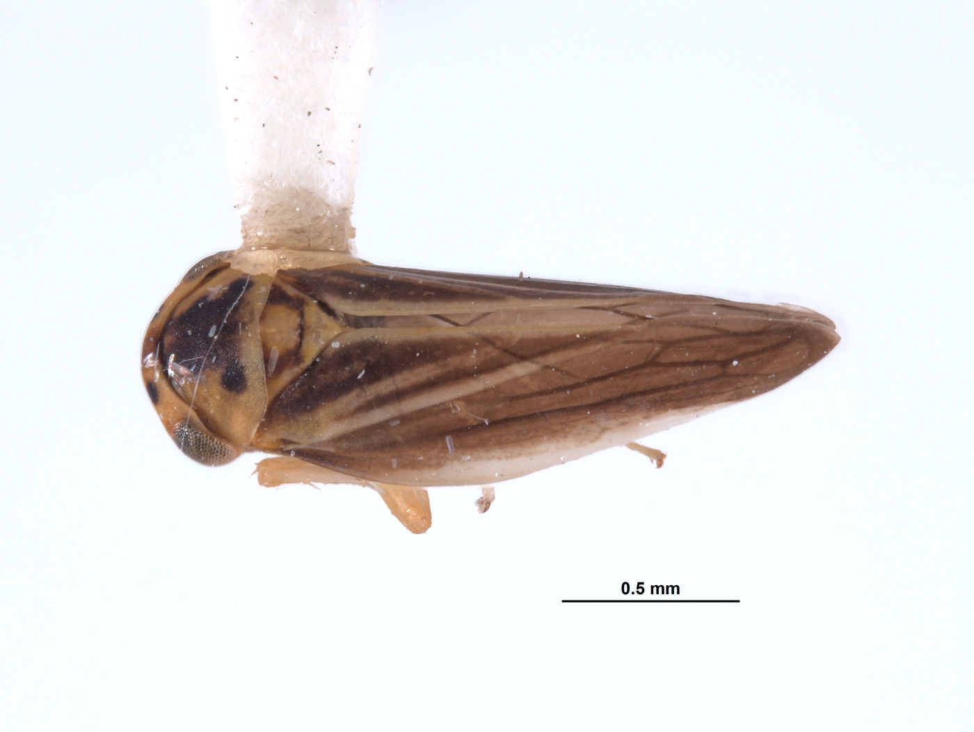 Austroagallia arrhenonigra image