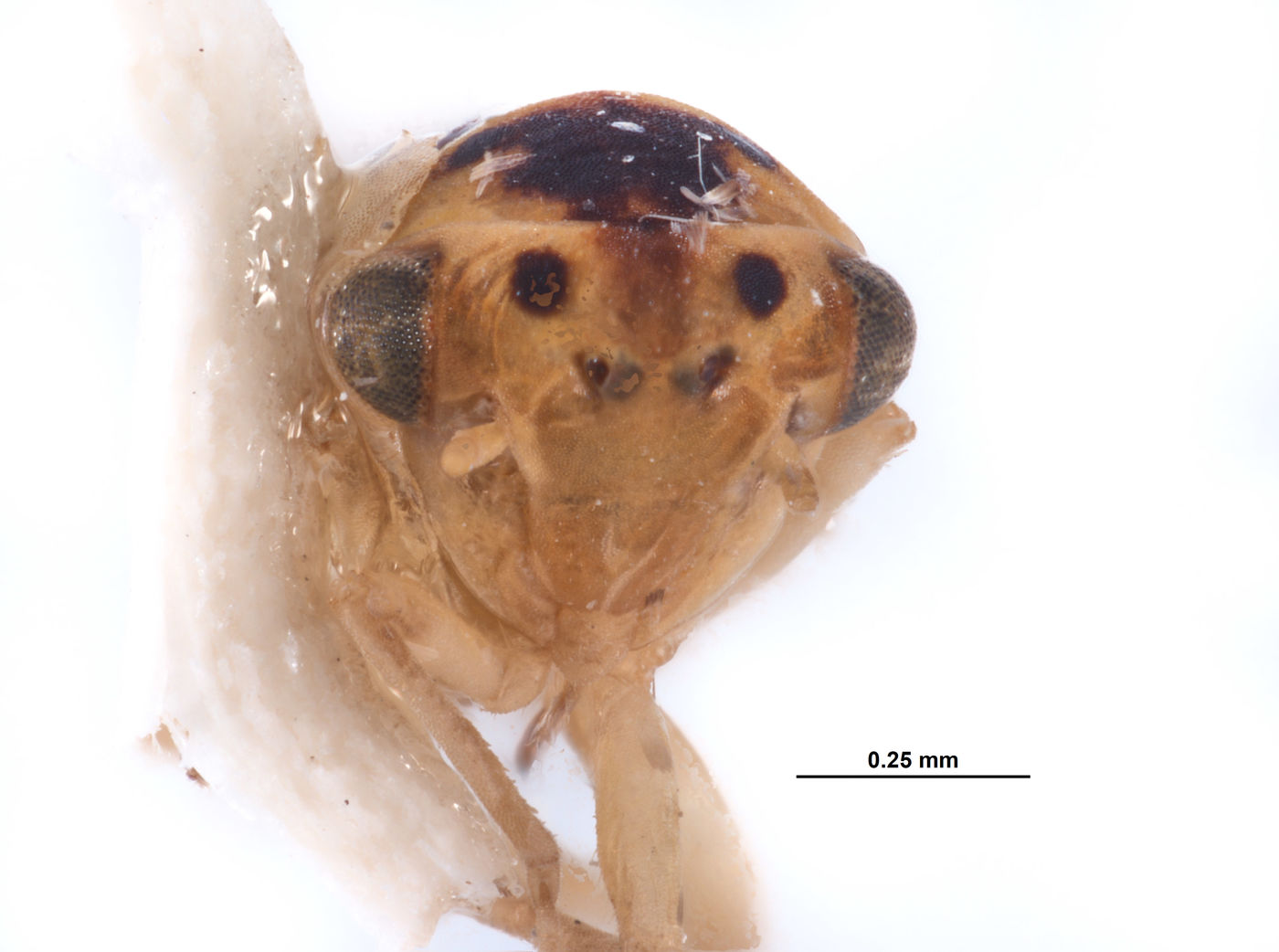 Austroagallia arrhenonigra image