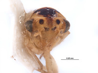 Austroagallia arrhenonigra image