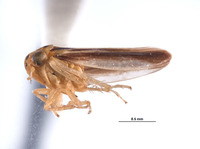 Austroagallia arrhenonigra image