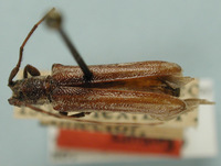 Image of Cylindrataxia mexicana