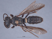 Cerceris fortin image