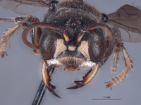 Cerceris fortin image