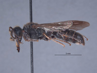 Cerceris fortin image