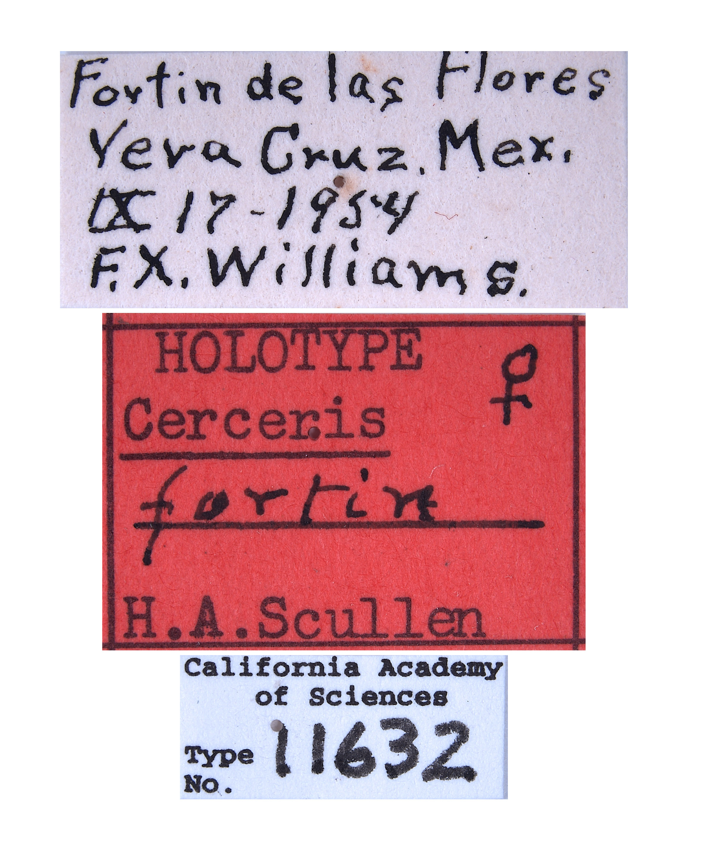 Cerceris fortin image