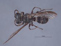 Cerceris williamsi image