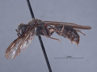 Cerceris williamsi image