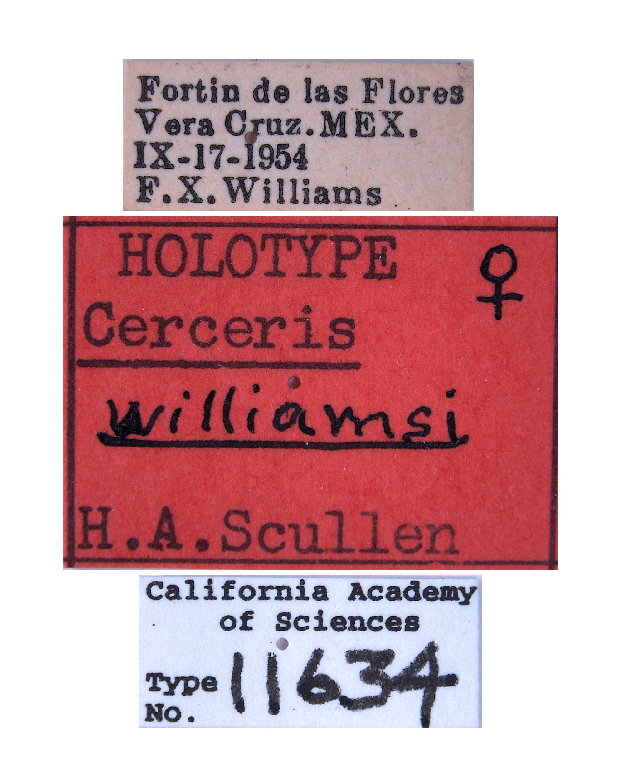 Cerceris williamsi image