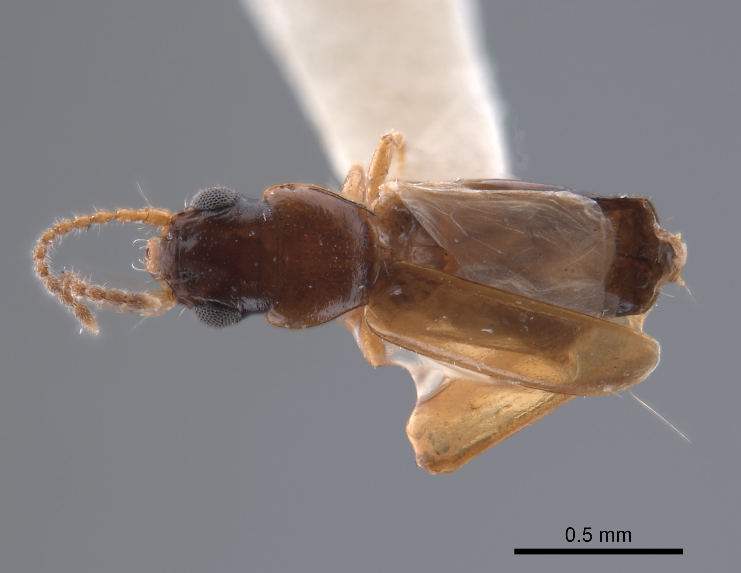 Tasmanitachoides katherinei image