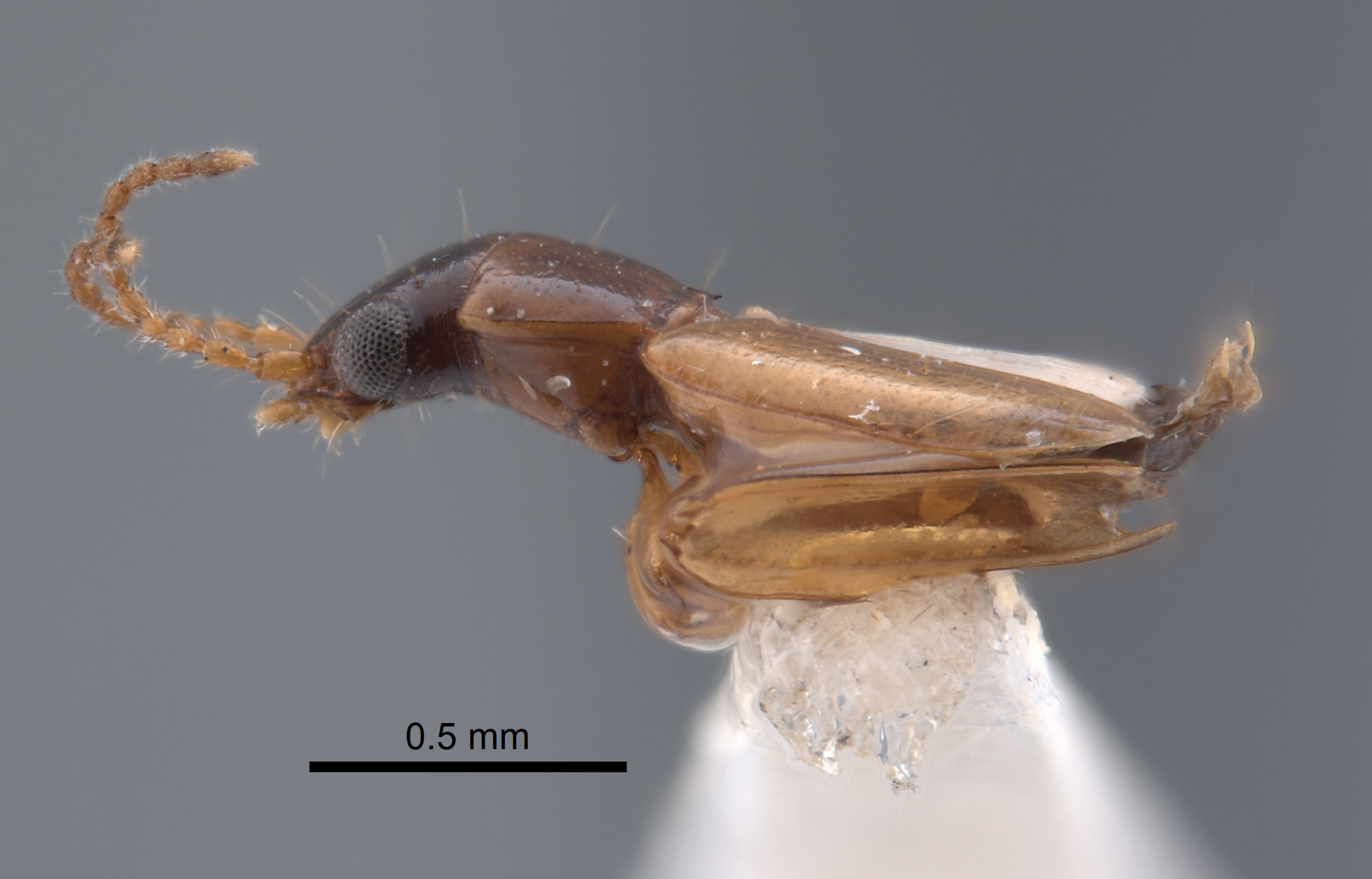 Tasmanitachoides katherinei image