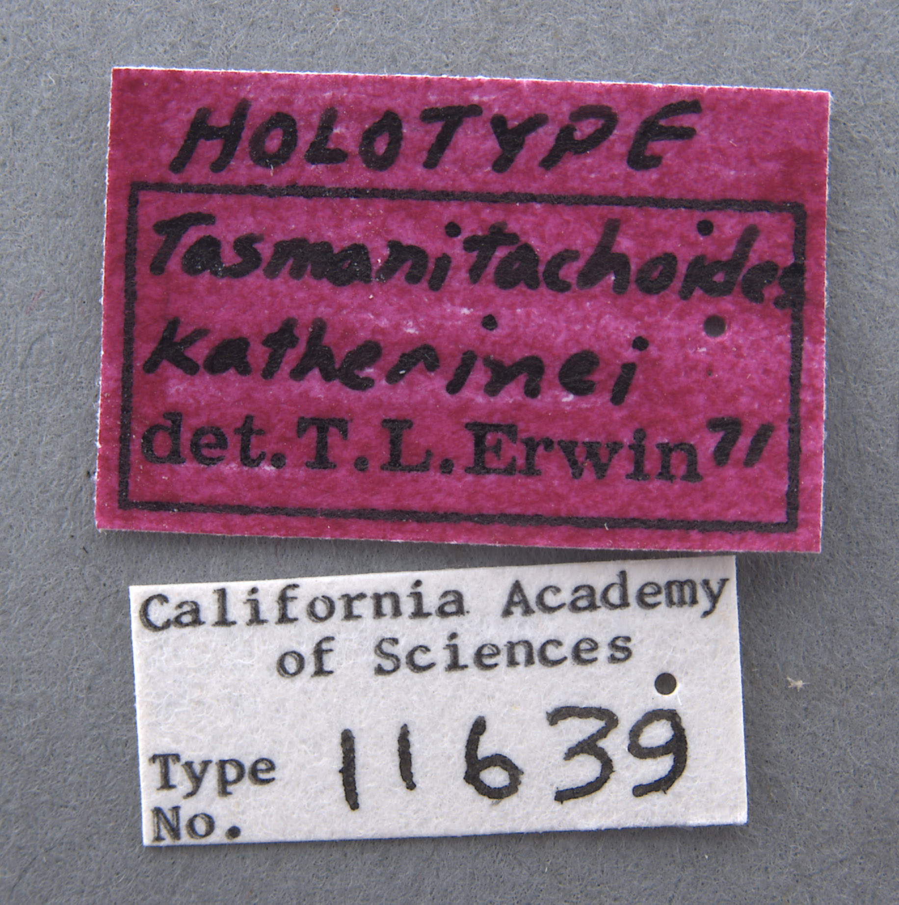 Tasmanitachoides katherinei image