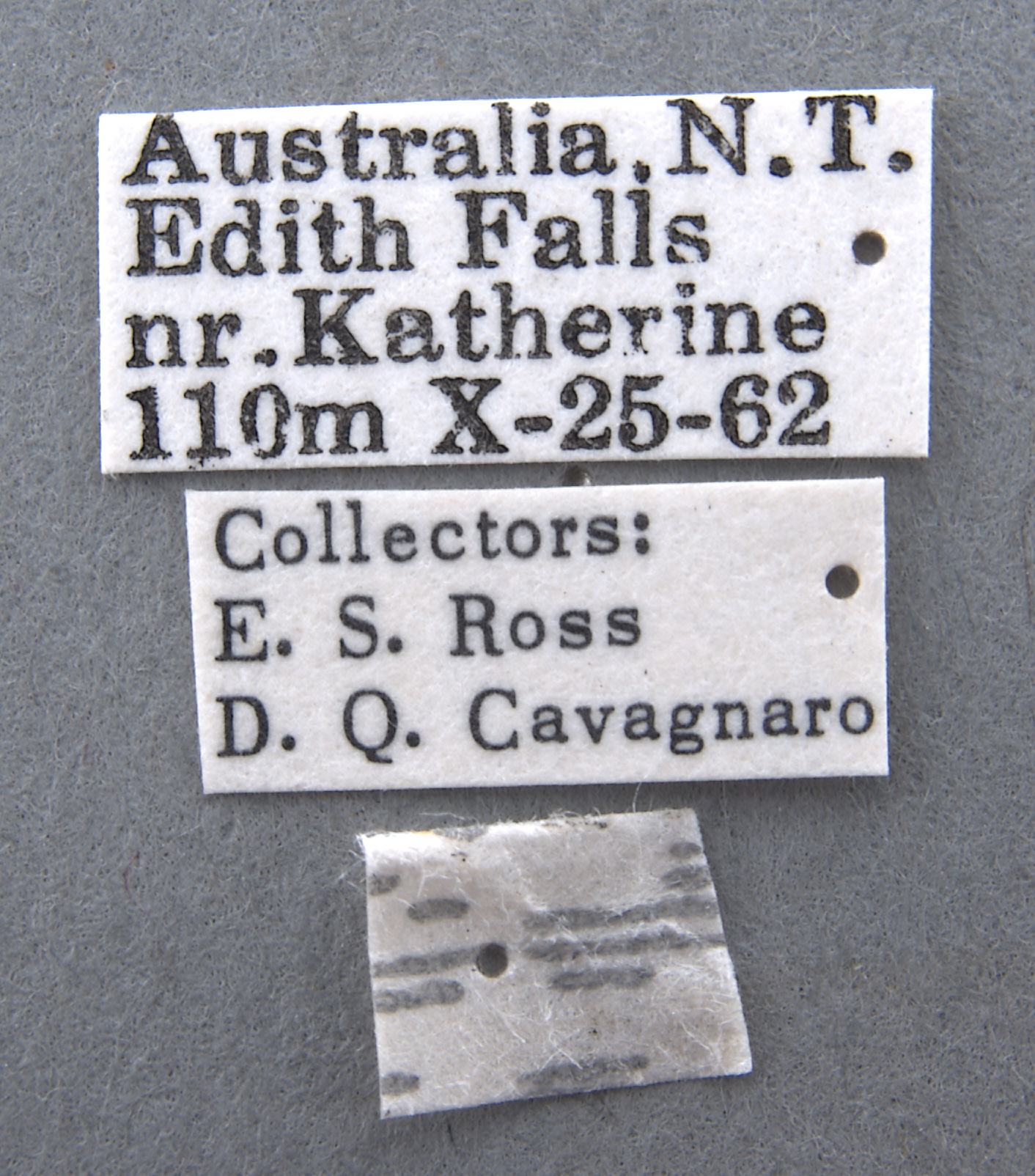 Tasmanitachoides katherinei image