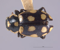 Eriopis peruviana image