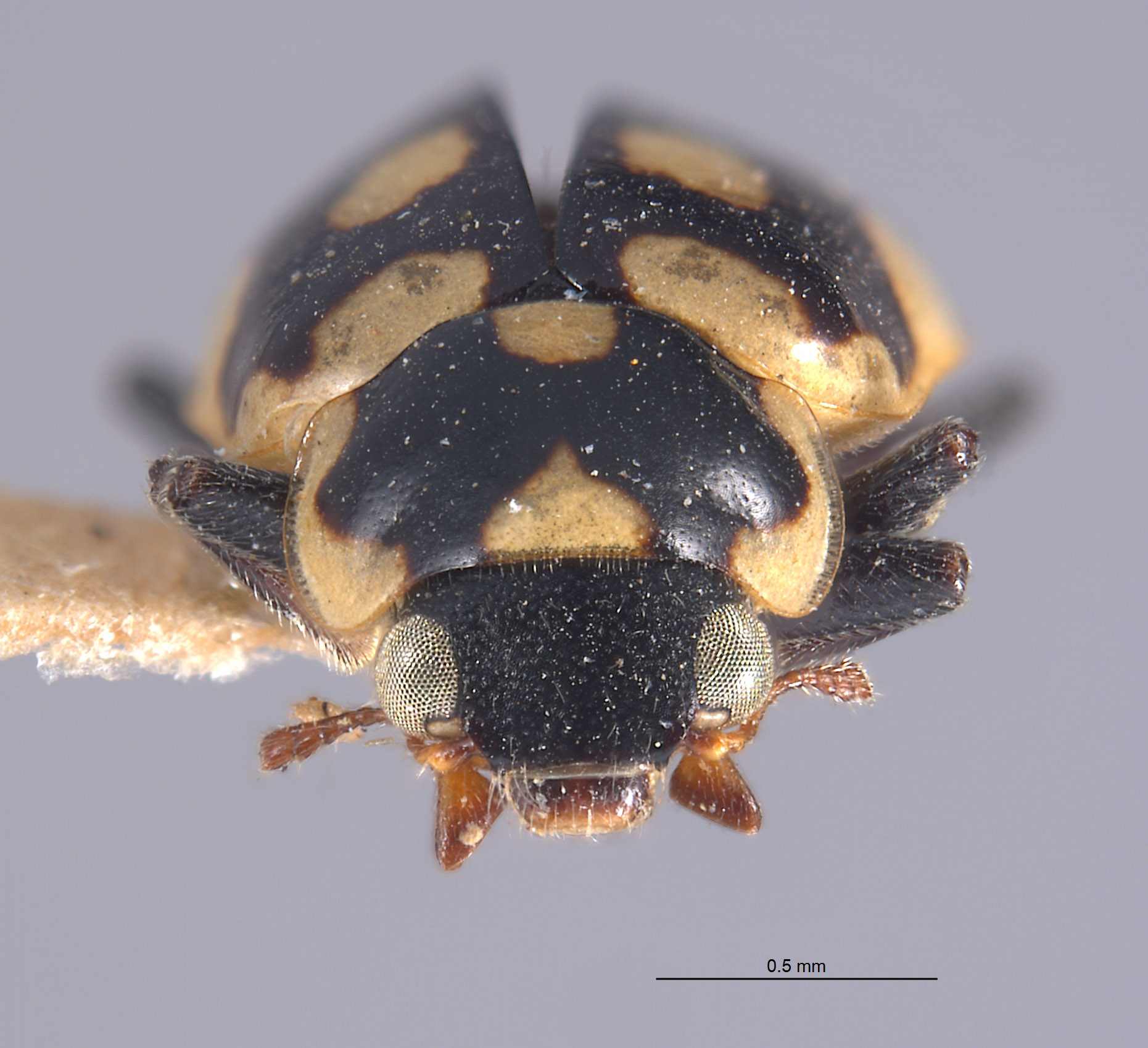 Eriopis peruviana image