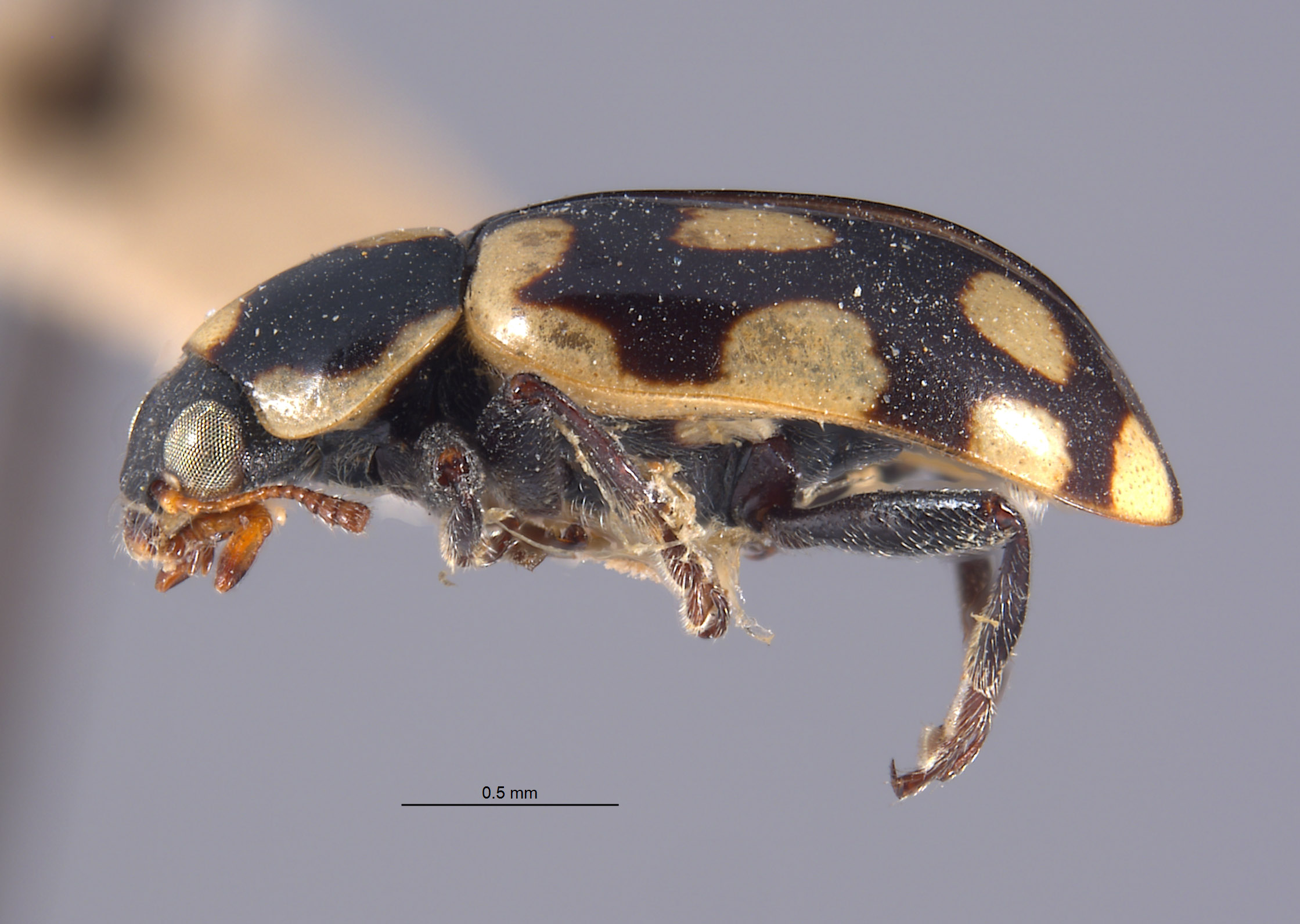 Eriopis peruviana image