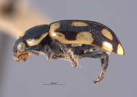 Eriopis peruviana image