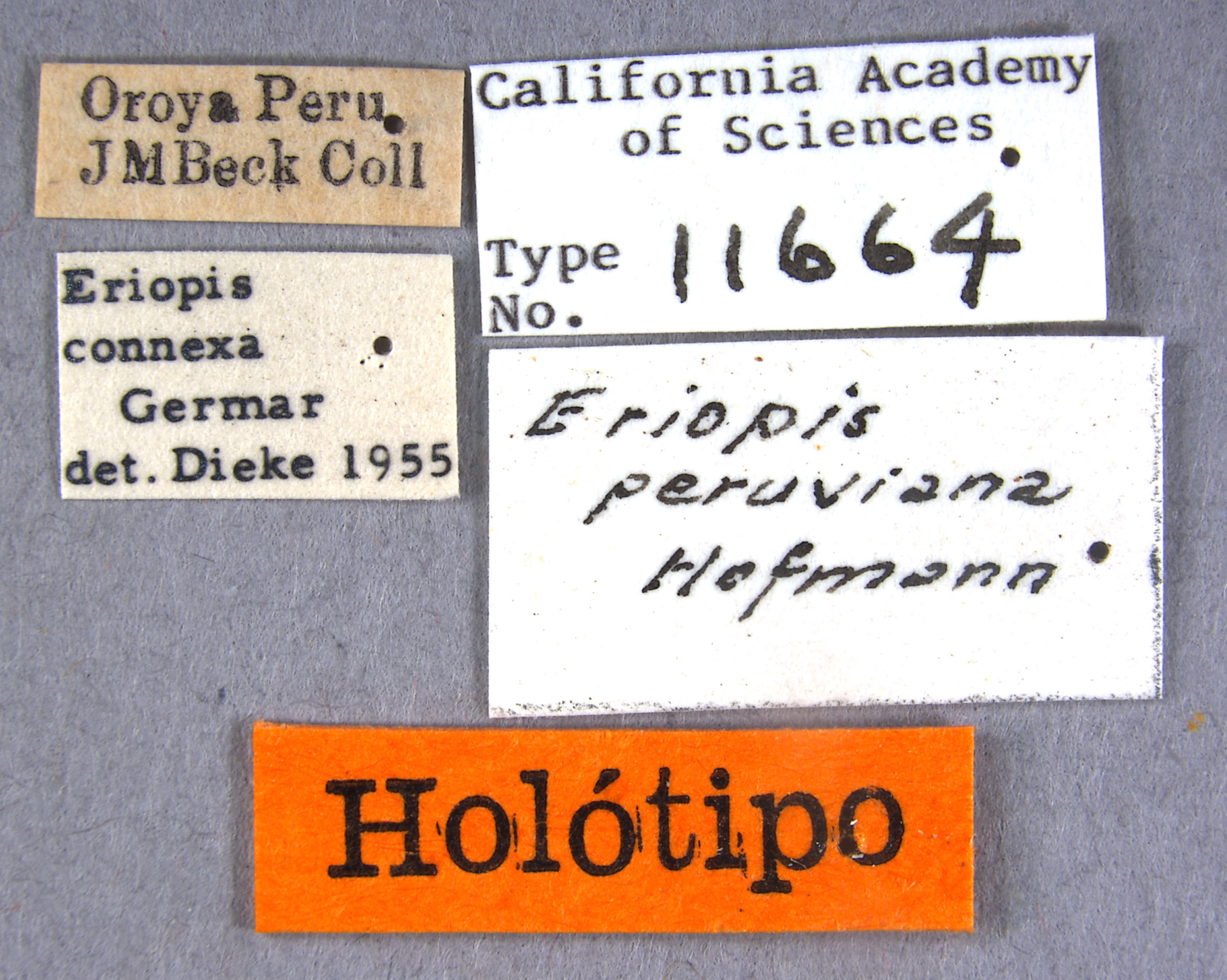 Eriopis peruviana image