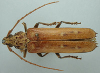 Image of Praxithea peruviana