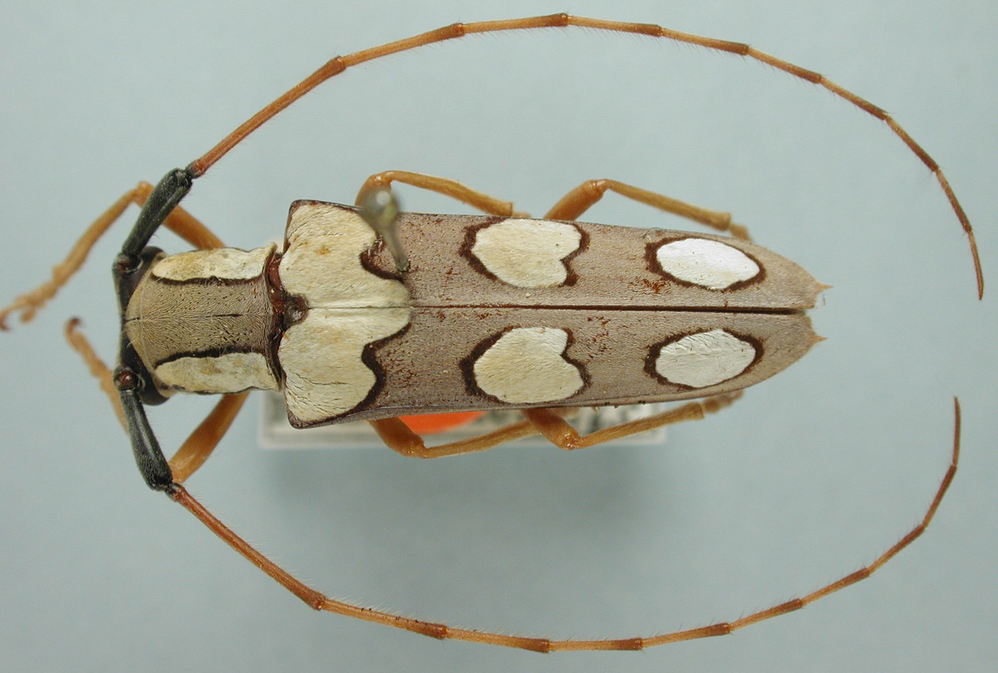 Juninia leechi image