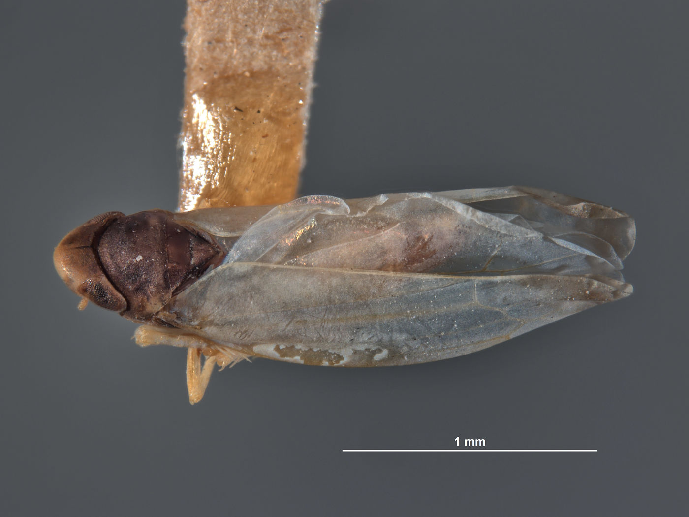 Eupteryx vanduzeei image