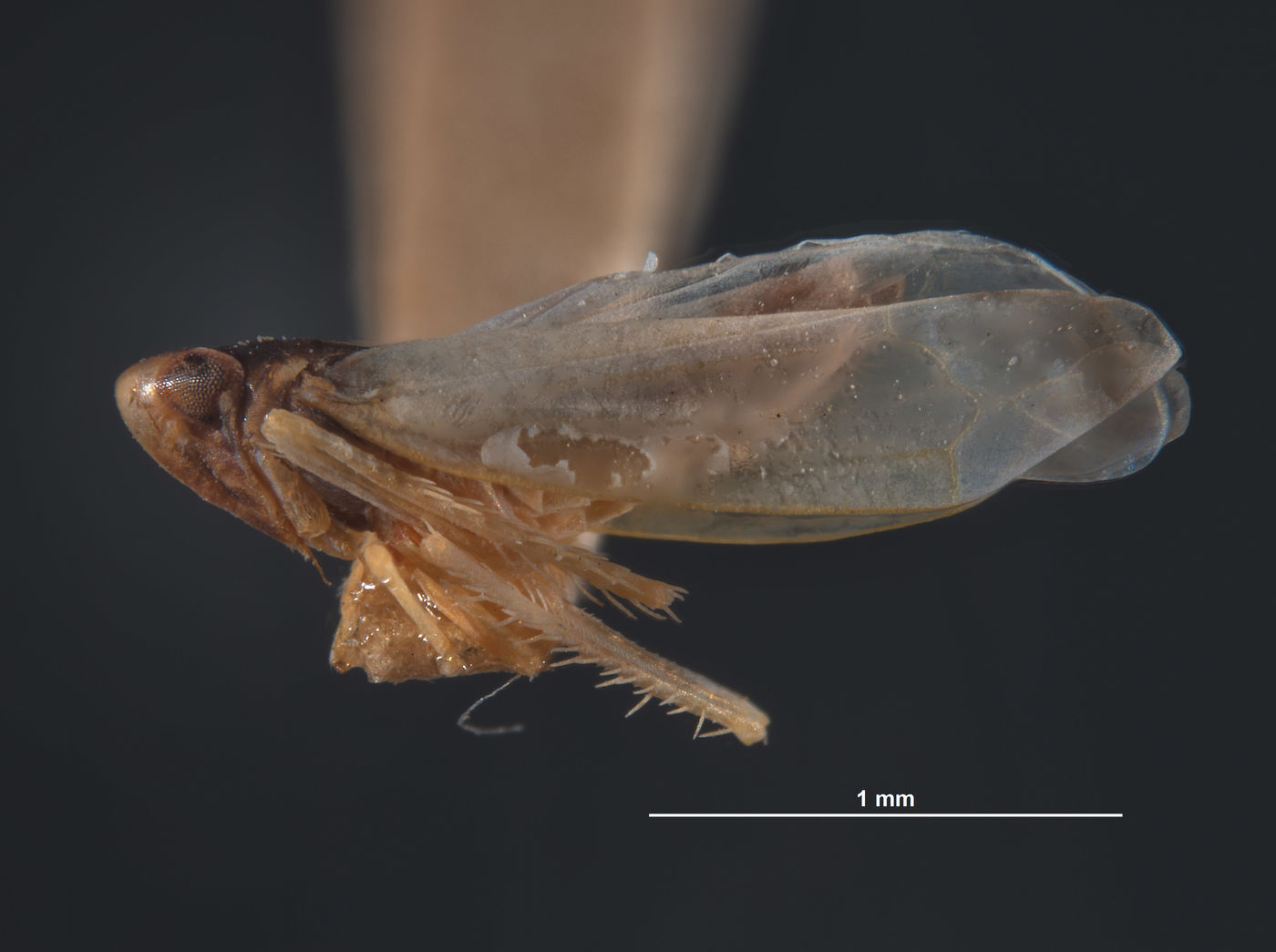 Eupteryx vanduzeei image