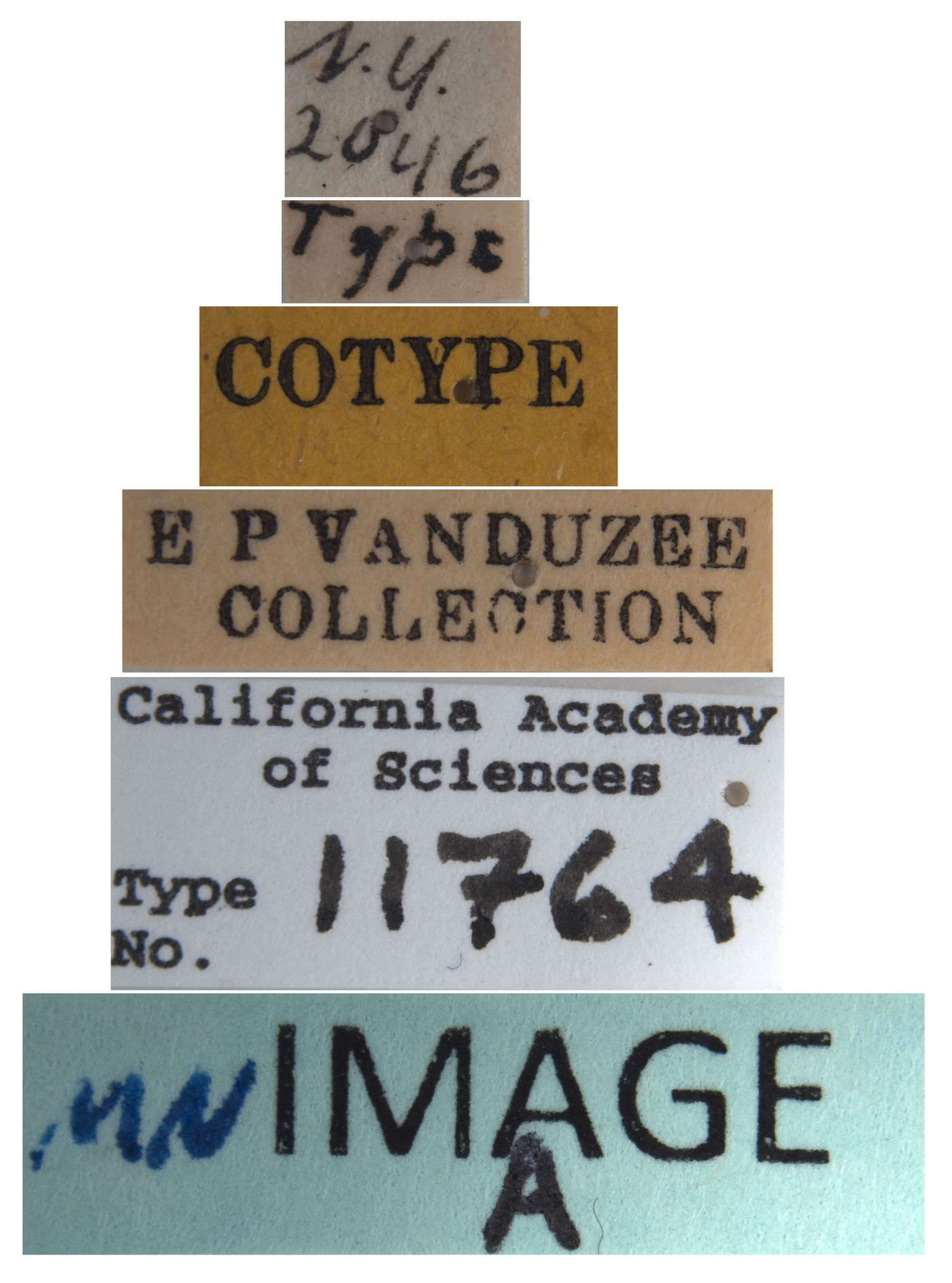 Eupteryx vanduzeei image