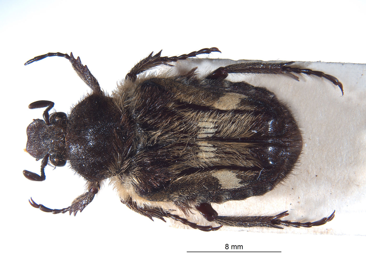 Bombodes klapperichi image