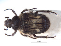 Image of Bombodes klapperichi