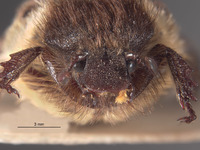 Bombodes klapperichi image