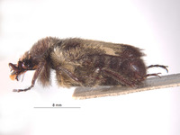 Bombodes klapperichi image