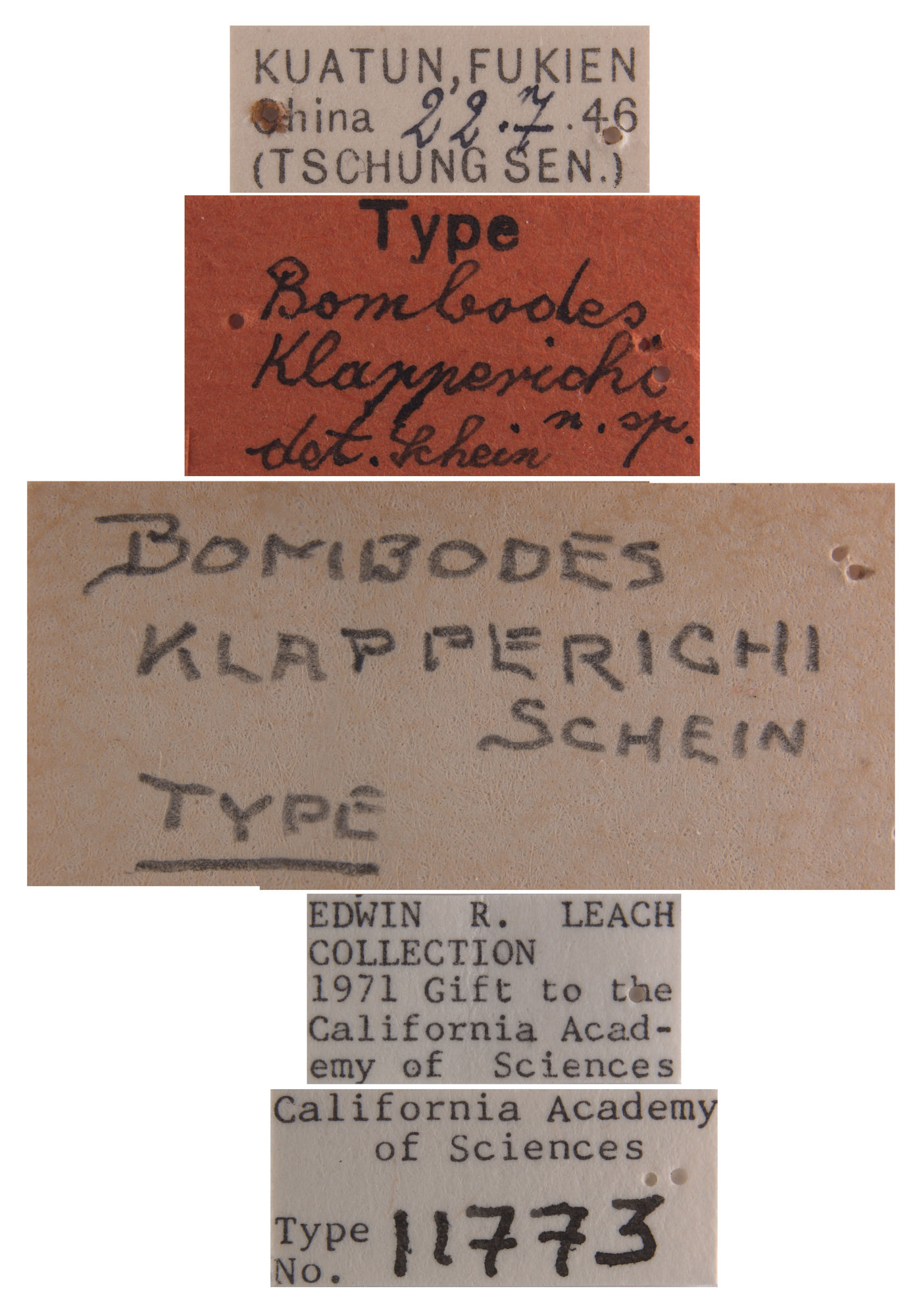 Bombodes klapperichi image