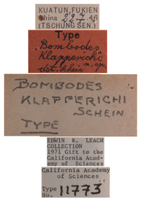 Bombodes klapperichi image