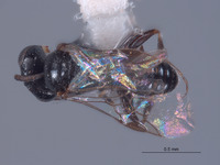 Pulverro californica image