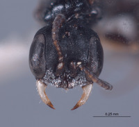 Pulverro californica image