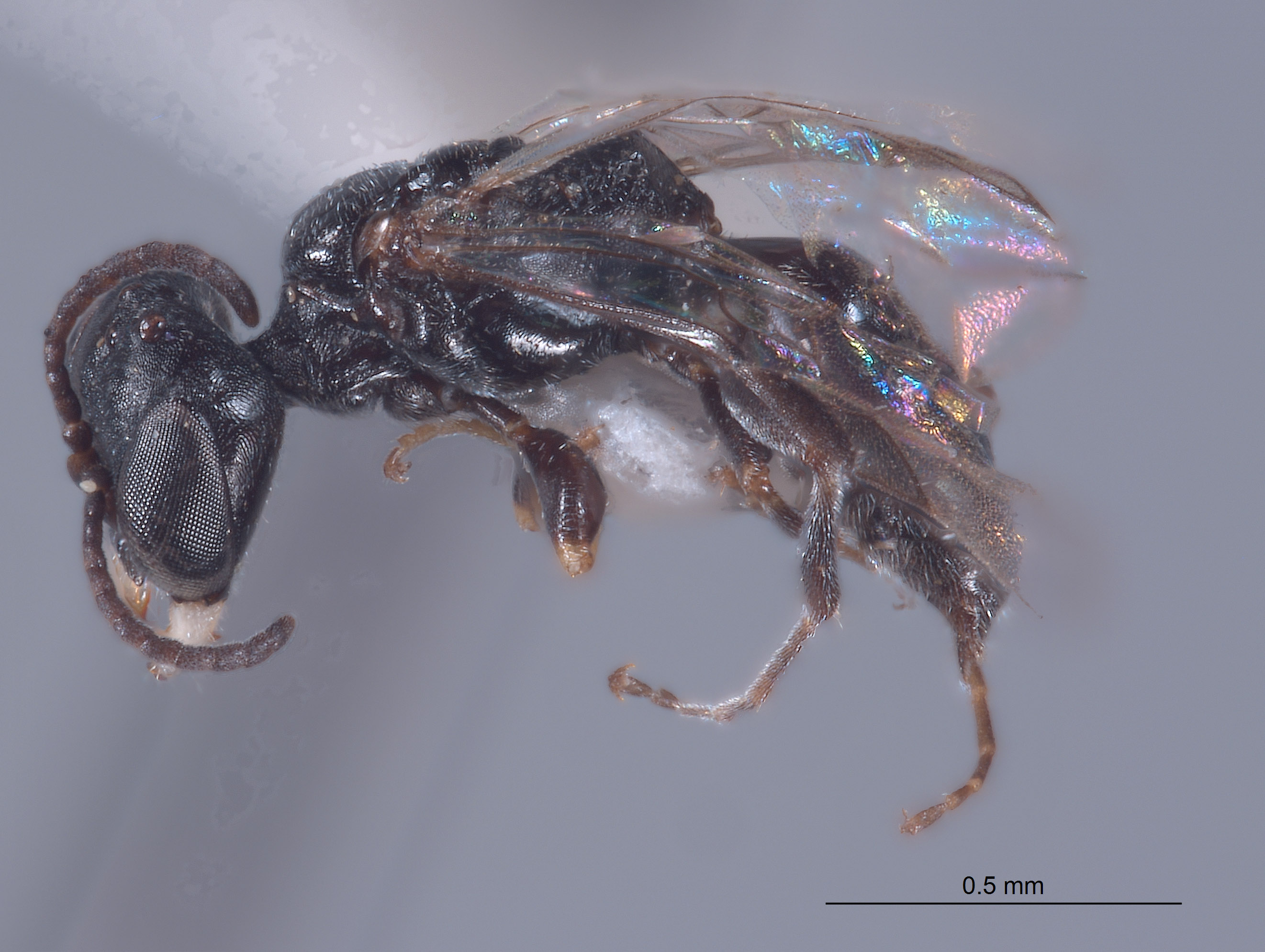 Pulverro californica image