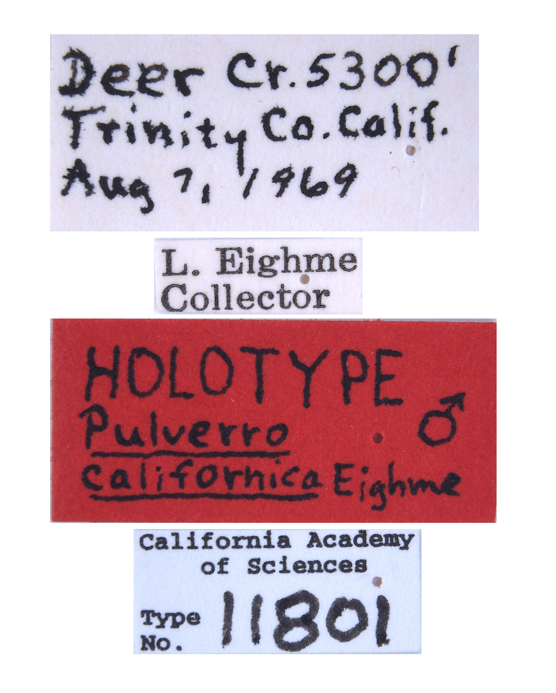 Pulverro californica image