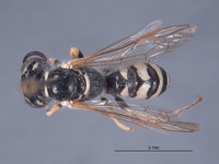 Philanthus michelbacheri image