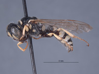 Philanthus michelbacheri image